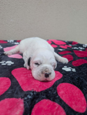 CHIOT 4