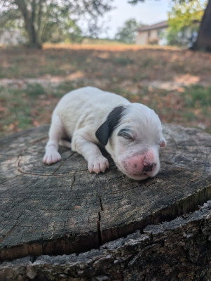 CHIOT 8