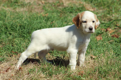 CHIOT 6