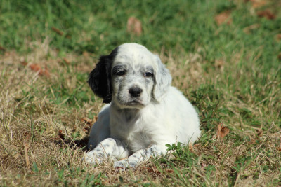 CHIOT 8