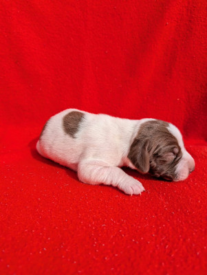 CHIOT 3