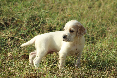 CHIOT
