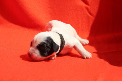 CHIOT 1