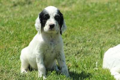 CHIOT