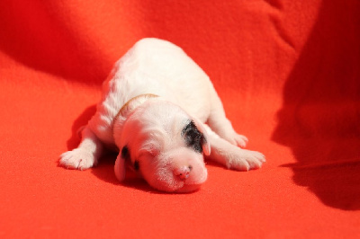 CHIOT 3