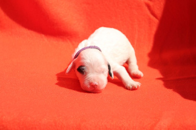 CHIOT 2