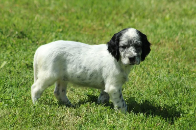 CHIOT