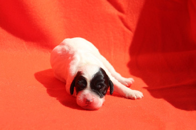 CHIOT 8