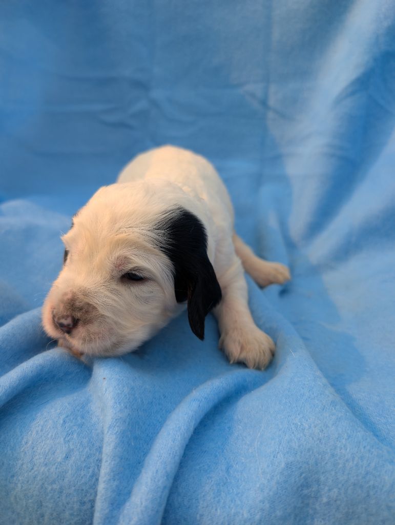 Des Sentiers De La Douyne - Chiots disponibles - Setter Anglais