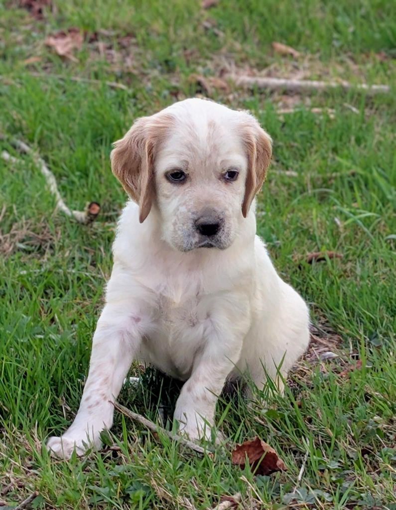 Des Sentiers De La Douyne - Chiots disponibles - Setter Anglais