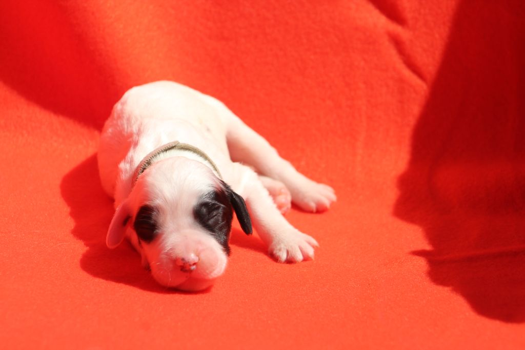 Des Sentiers De La Douyne - Chiots disponibles - Setter Anglais