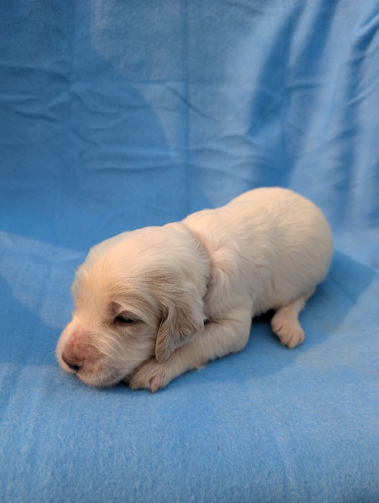 Des Sentiers De La Douyne - Chiots disponibles - Setter Anglais