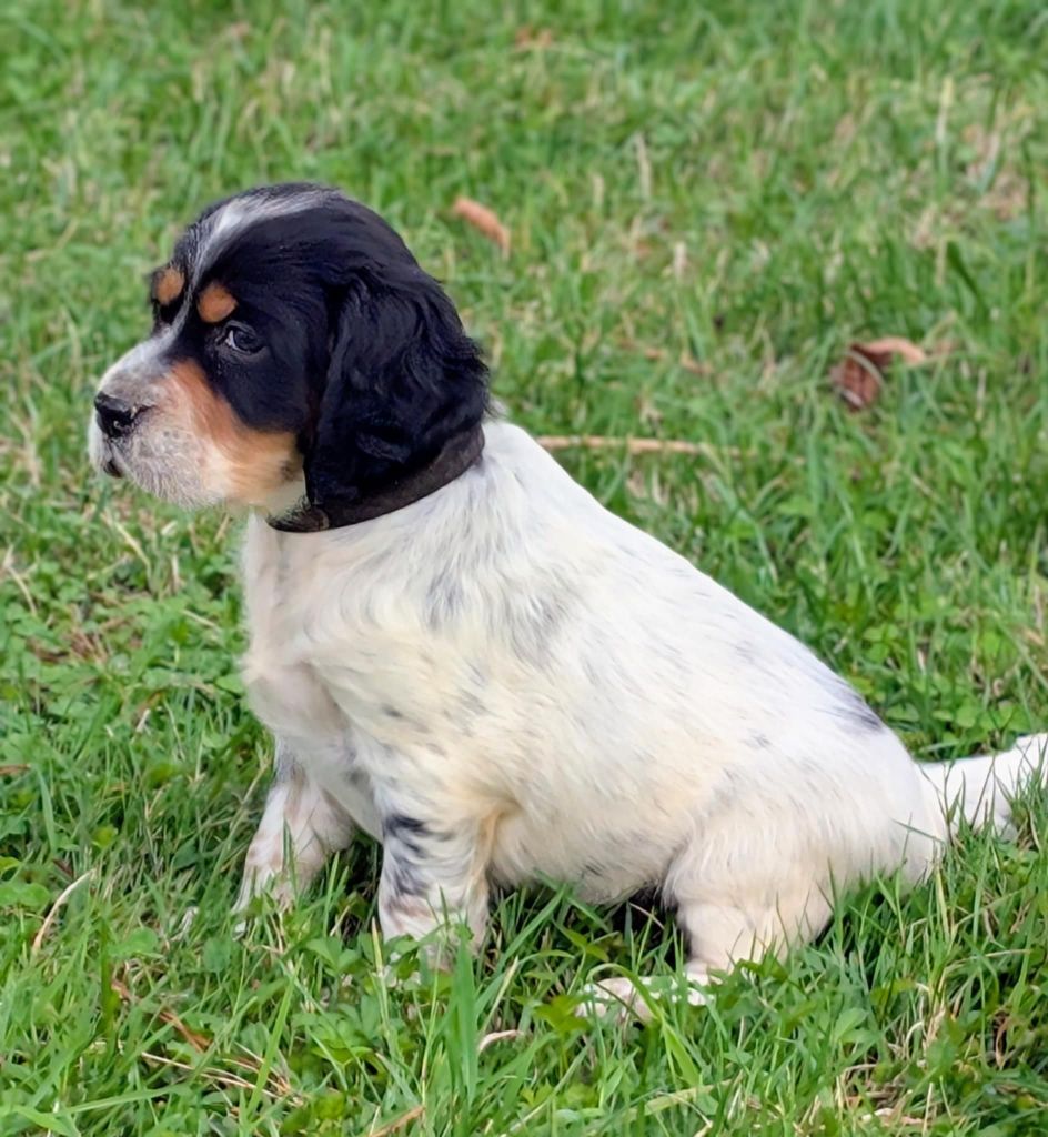 Des Sentiers De La Douyne - Chiots disponibles - Setter Anglais