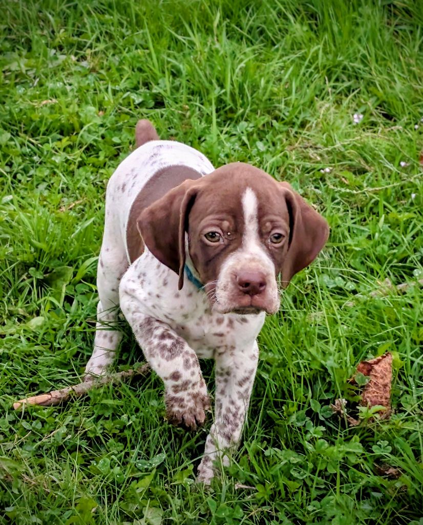Des Sentiers De La Douyne - Chiots disponibles - Braque français, type Pyrenees (petite taille)