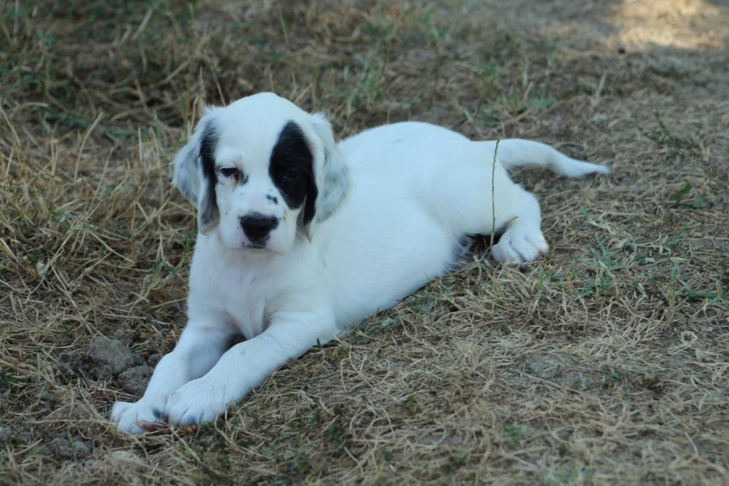 Des Sentiers De La Douyne - Chiots disponibles - Setter Anglais
