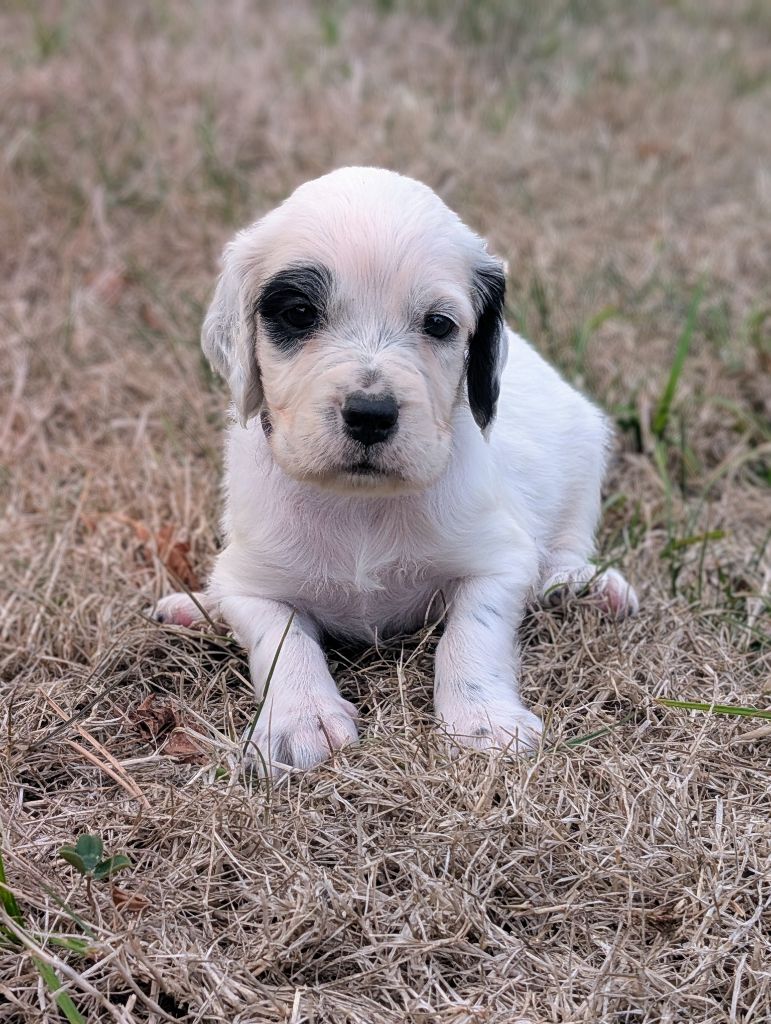 Des Sentiers De La Douyne - Chiots disponibles - Setter Anglais