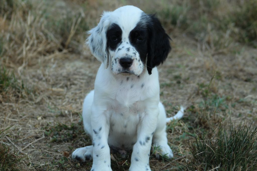 Des Sentiers De La Douyne - Chiots disponibles - Setter Anglais