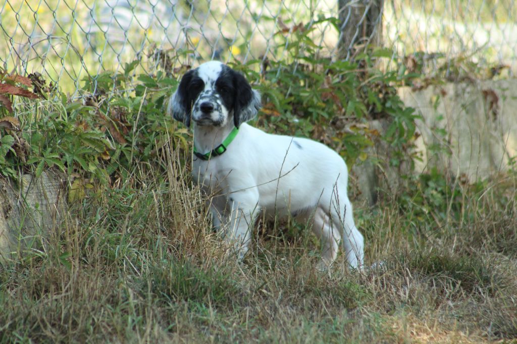Des Sentiers De La Douyne - Chiots disponibles - Setter Anglais