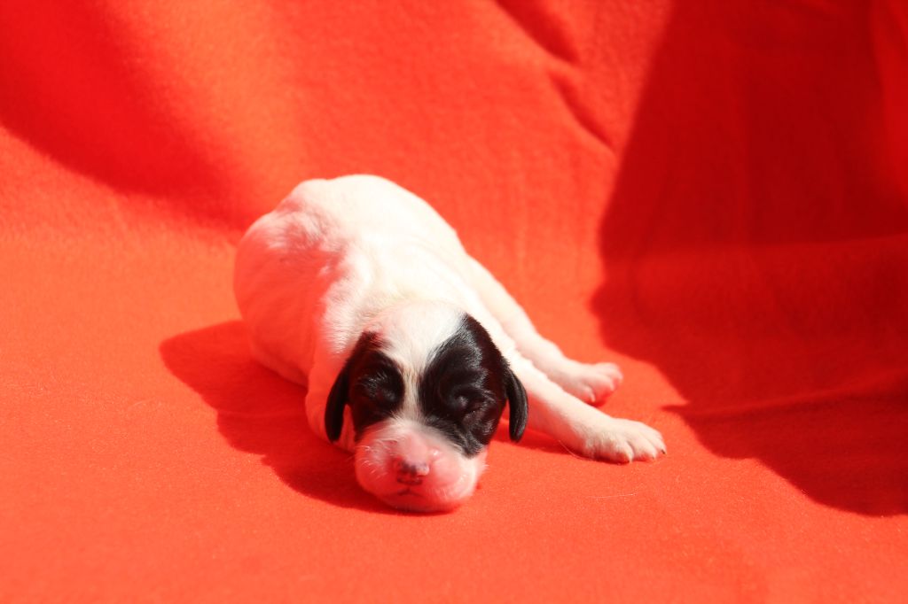 Des Sentiers De La Douyne - Chiots disponibles - Setter Anglais