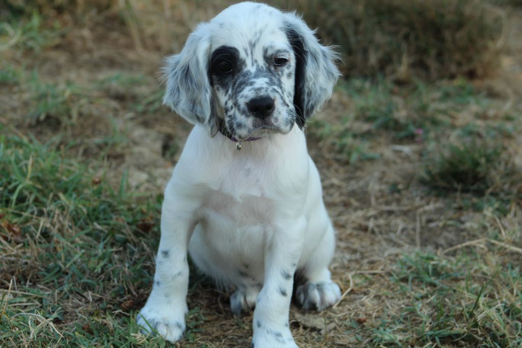 Des Sentiers De La Douyne - Chiots disponibles - Setter Anglais