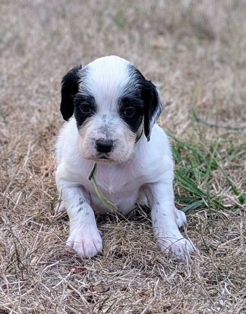 Des Sentiers De La Douyne - Chiots disponibles - Setter Anglais